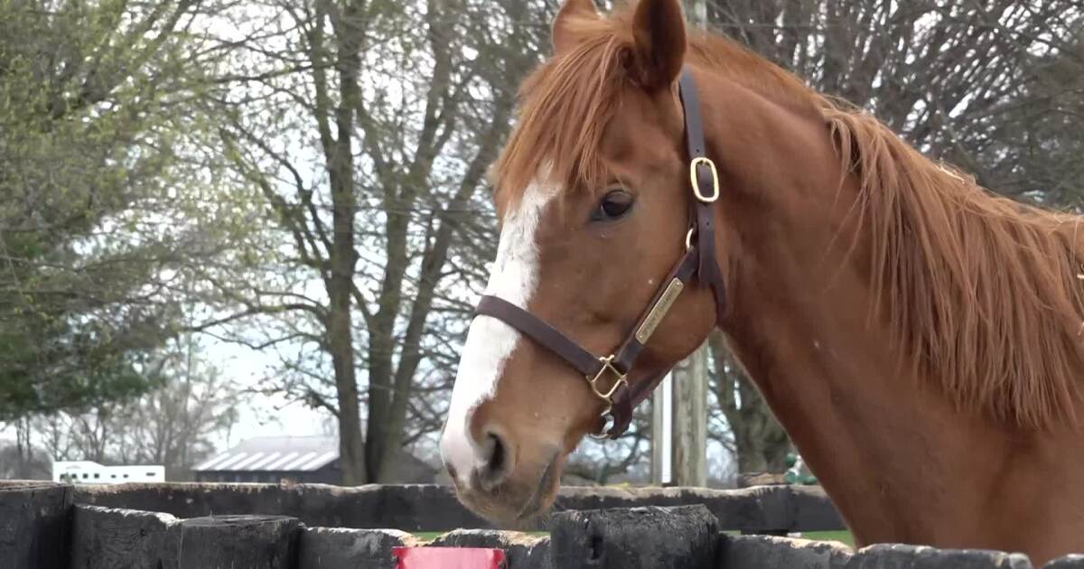 Old Friends Farm, a unique haven for retired racehorses [Video]