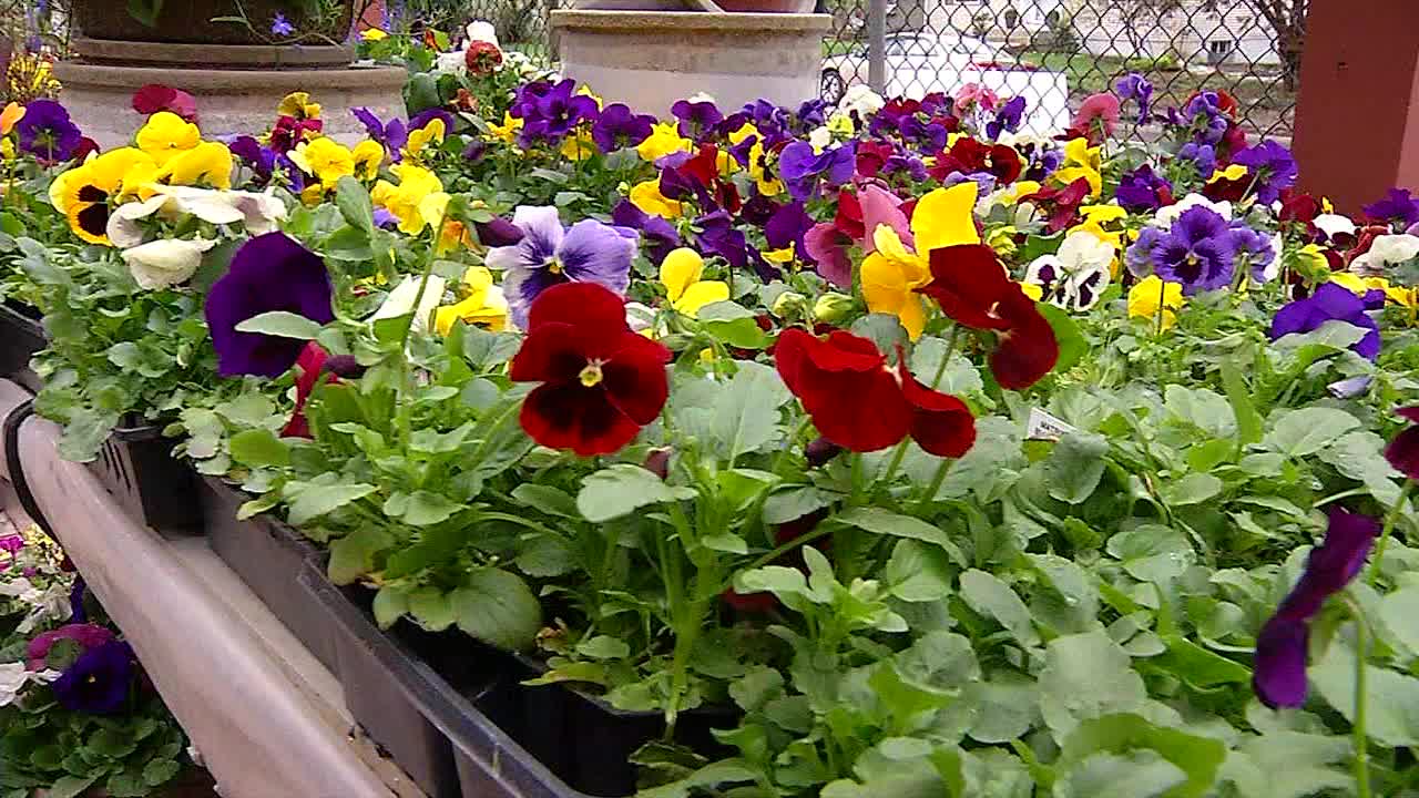 Spring gardening starting earlier than normal with warmer Minnesota temperatures [Video]