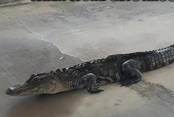 Look: Alligator visits bank drive-through, ‘did not have an account’ [Video]