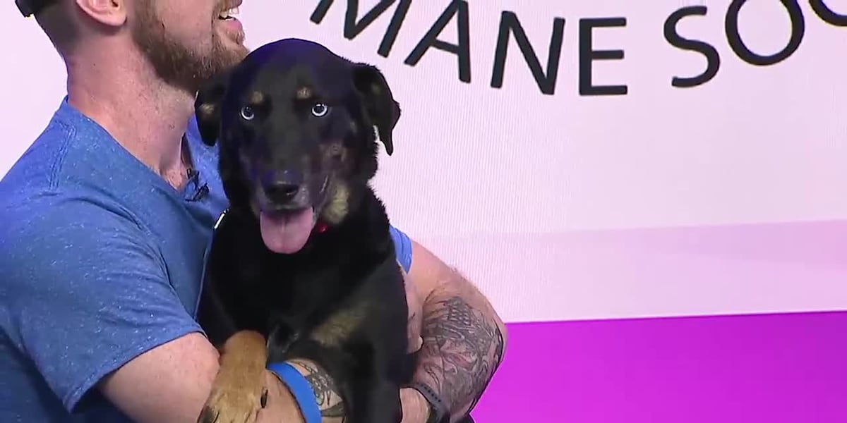 Pet of the Week ft. Delilah [Video]
