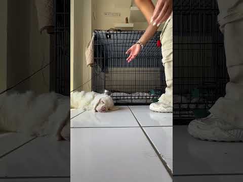 Mom Wakes Up Blind and Deaf Cocker Spaniel With Kiss [Video]
