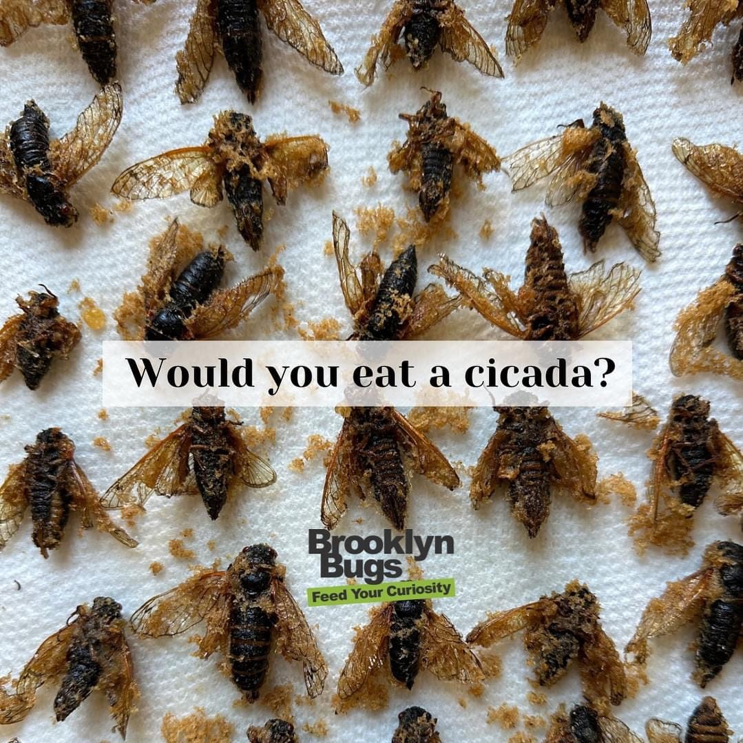 Brooklyn chef promotes eating cicadas amid US double brood [Video]