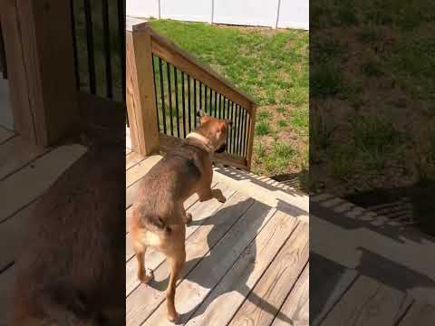 Dog Gets Excited to See Her First Backyard! [Video]