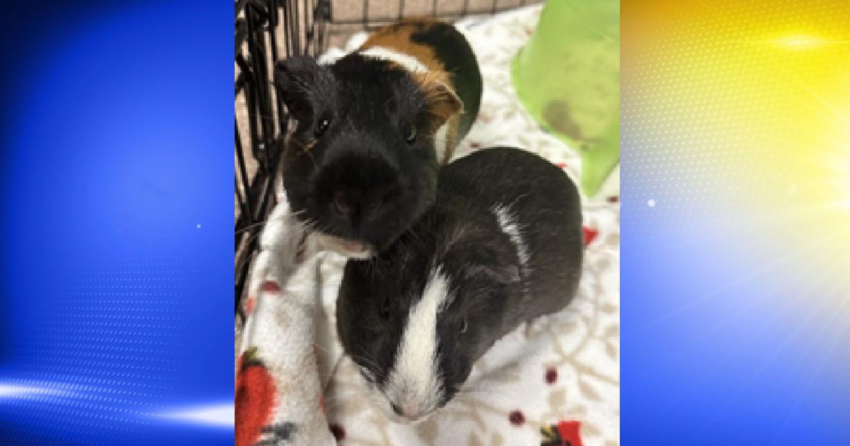 Pets of the Week: Quico and Chavo | Local [Video]