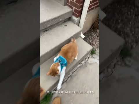 Talkative Cat Doesn’t Want To Go Inside | Pets Translated [Video]
