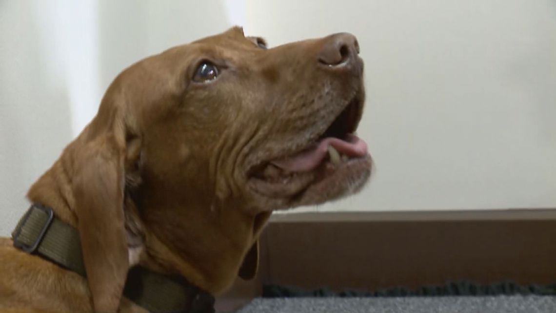 Much-loved bomb sniffing K9 Matka basks in big Capitol sendoff [Video]