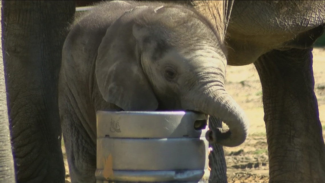 It’s a girl! Toledo Zoo announces second gender reveal for baby elephant [Video]