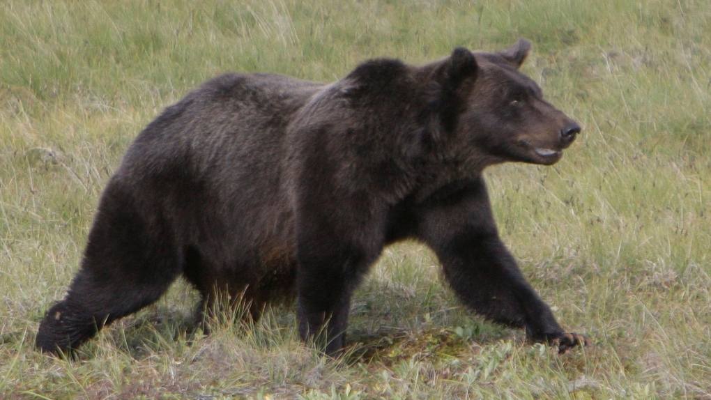 Grizzly killing in B.C. leads to fine, hunting ban [Video]