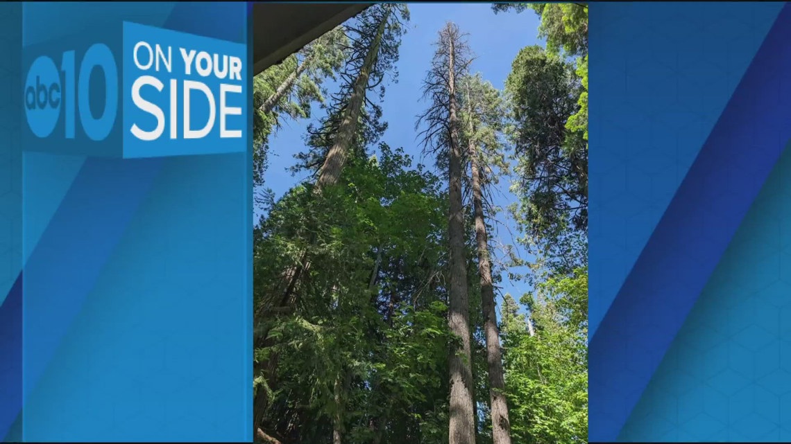 Couple concerned over dead tree deemed safety hazard by PG&E [Video]