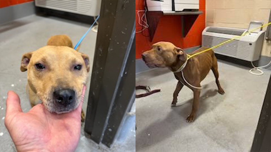 Dogs seized in dog fighting arrest recovering at LMAS [Video]