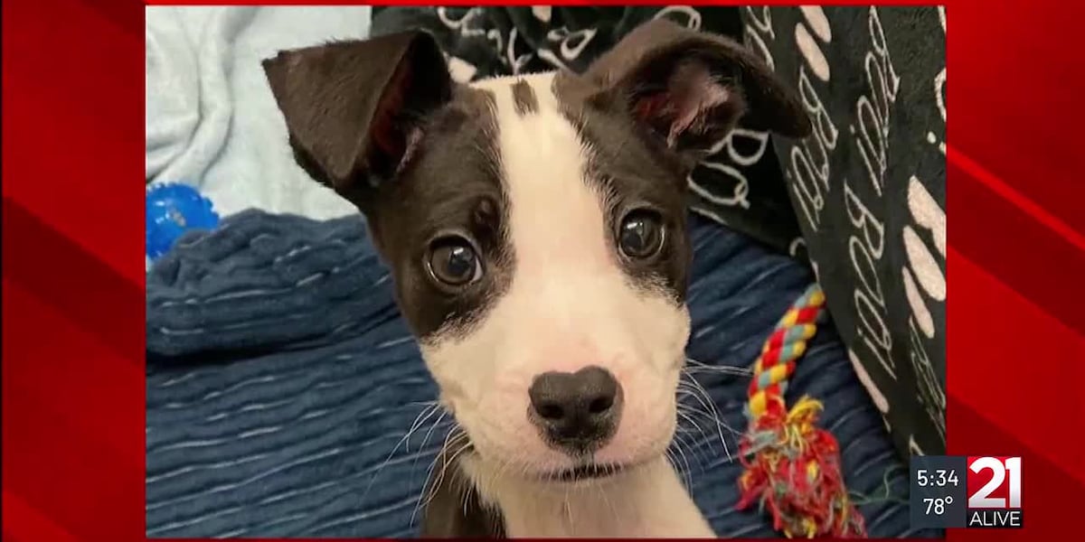 Talking with the new owners of porta-potty puppy [Video]