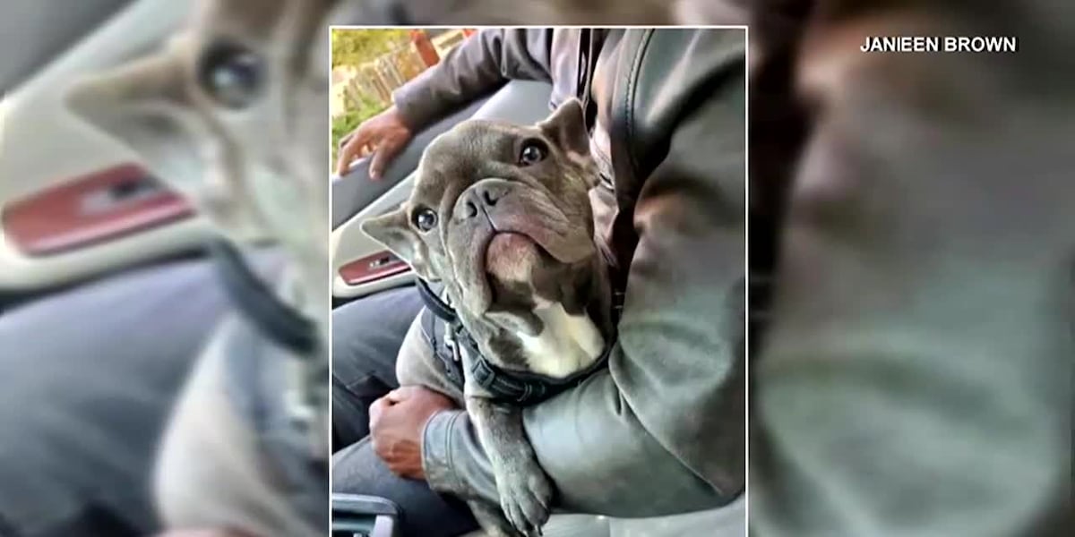 ‘He’s everything to me’: Woman’s French bulldog stolen in armed robbery [Video]