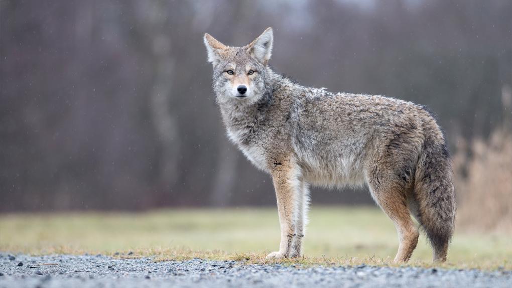 LaSalle police reminding residents about coyotes [Video]