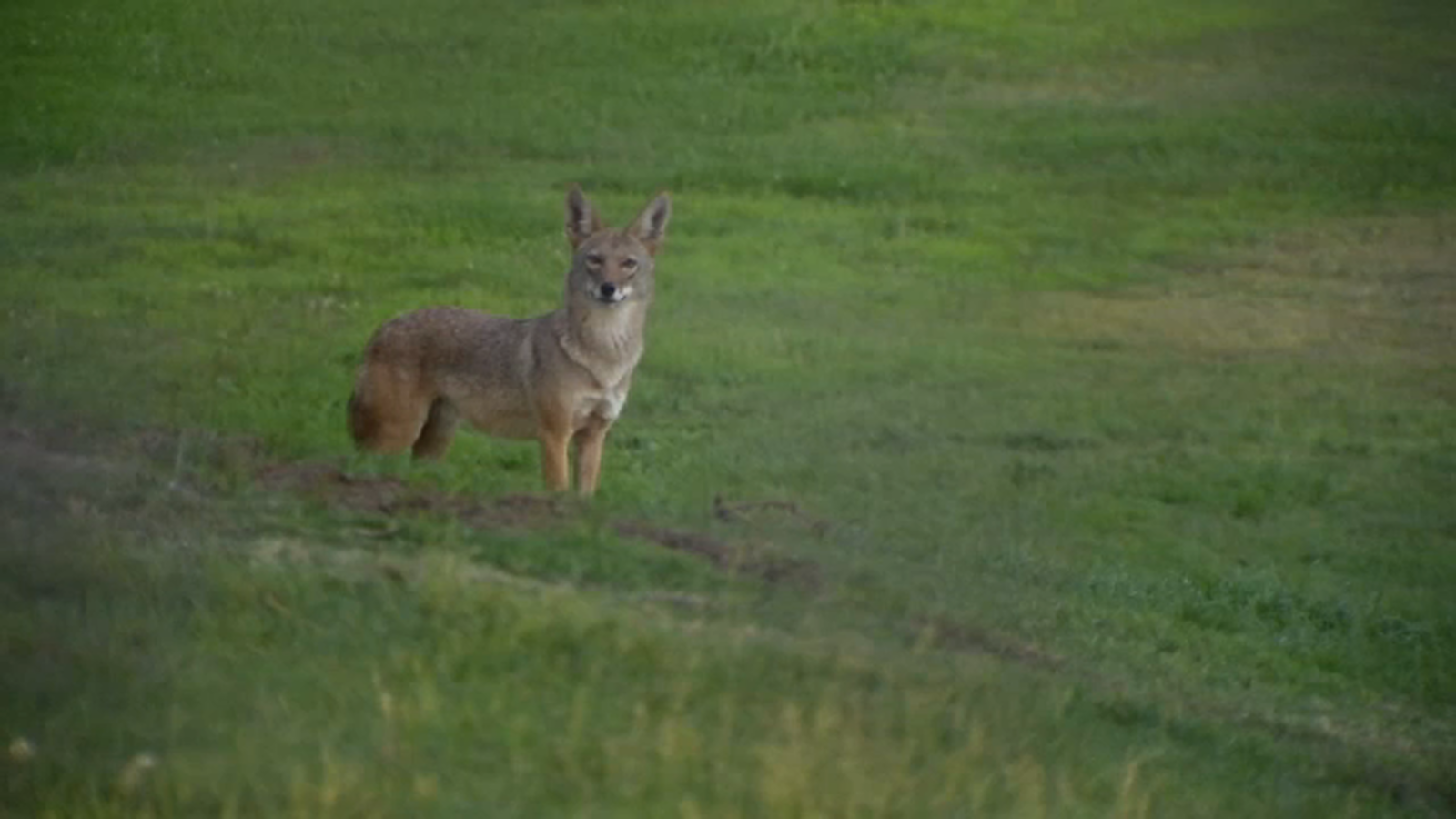 Be on the lookout for coyotes in Clovis [Video]