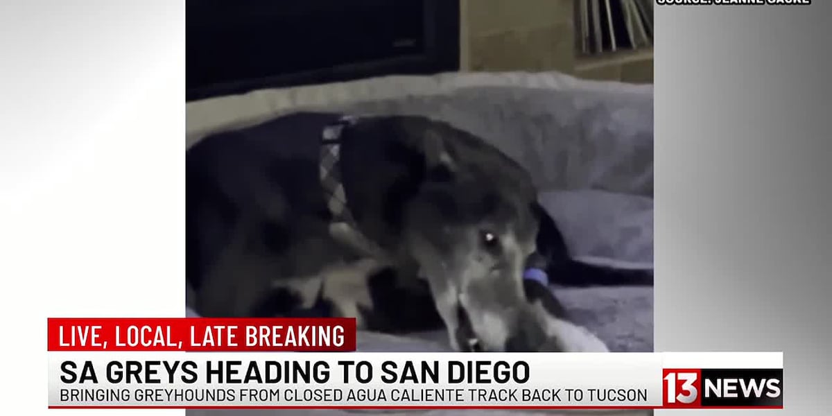 Rescued greyhounds coming to Tucson [Video]