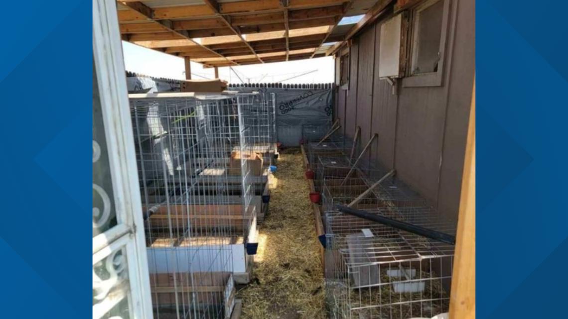 Suspected cockfighting operation found in Adams County [Video]