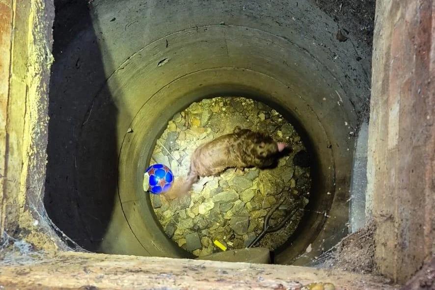 Look: Trapped dog hoisted out of deep storm drain in England [Video]