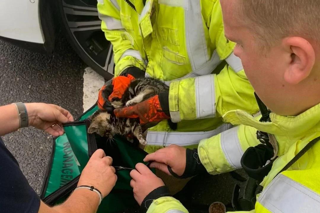 Look: British firefighters rescue kitten from car axle [Video]