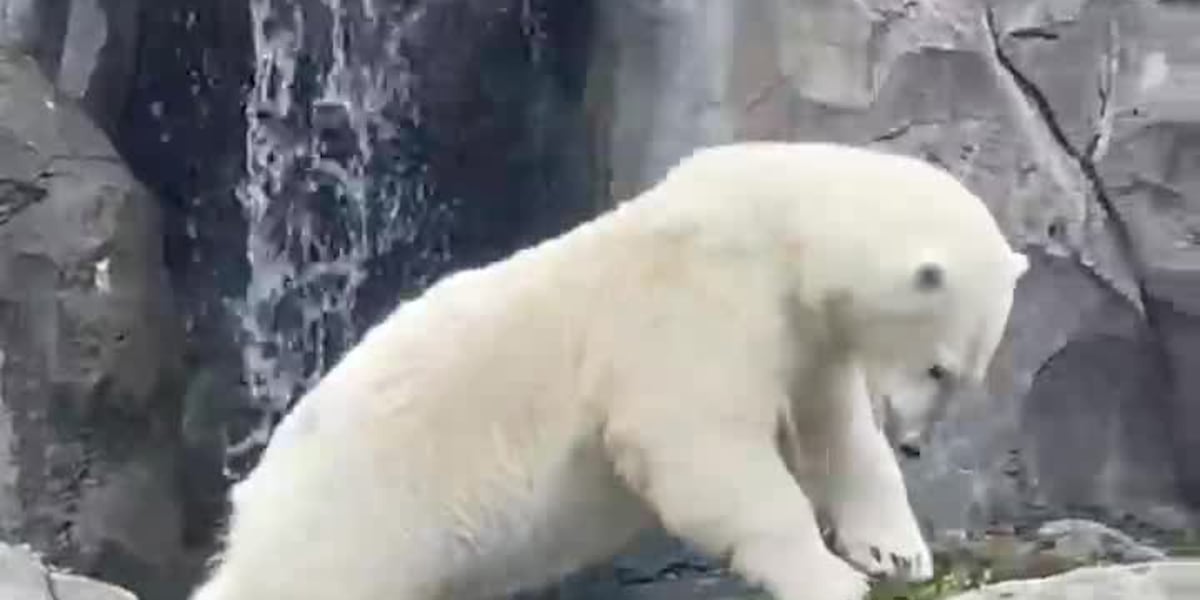 Diving polar bear at Alaska Zoo gains attention ahead of Paris Olympics [Video]