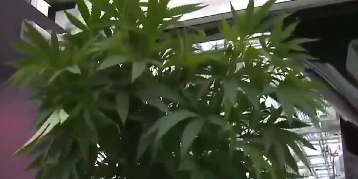 Ohio marijuana retailer expects sales to start in the next couple weeks [Video]