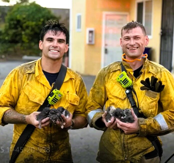 Richmond firefighters rescue litter of kittens [Video]