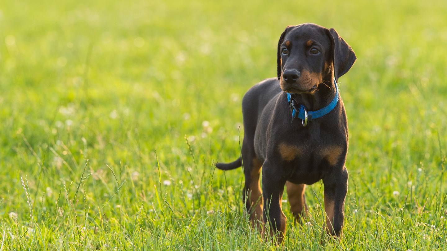 New report ranks Boston 100th out of 100 for pet-friendliness  Boston 25 News [Video]