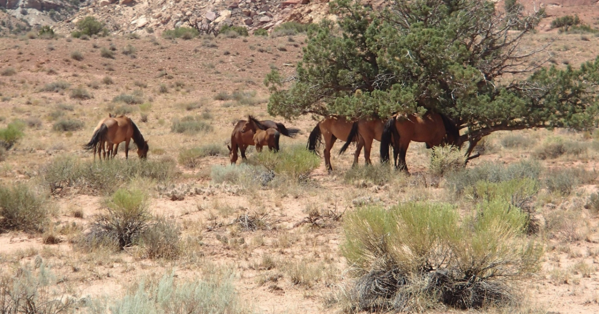 No wild horses seen in distress after dry pond incidents, BLM reports [Video]