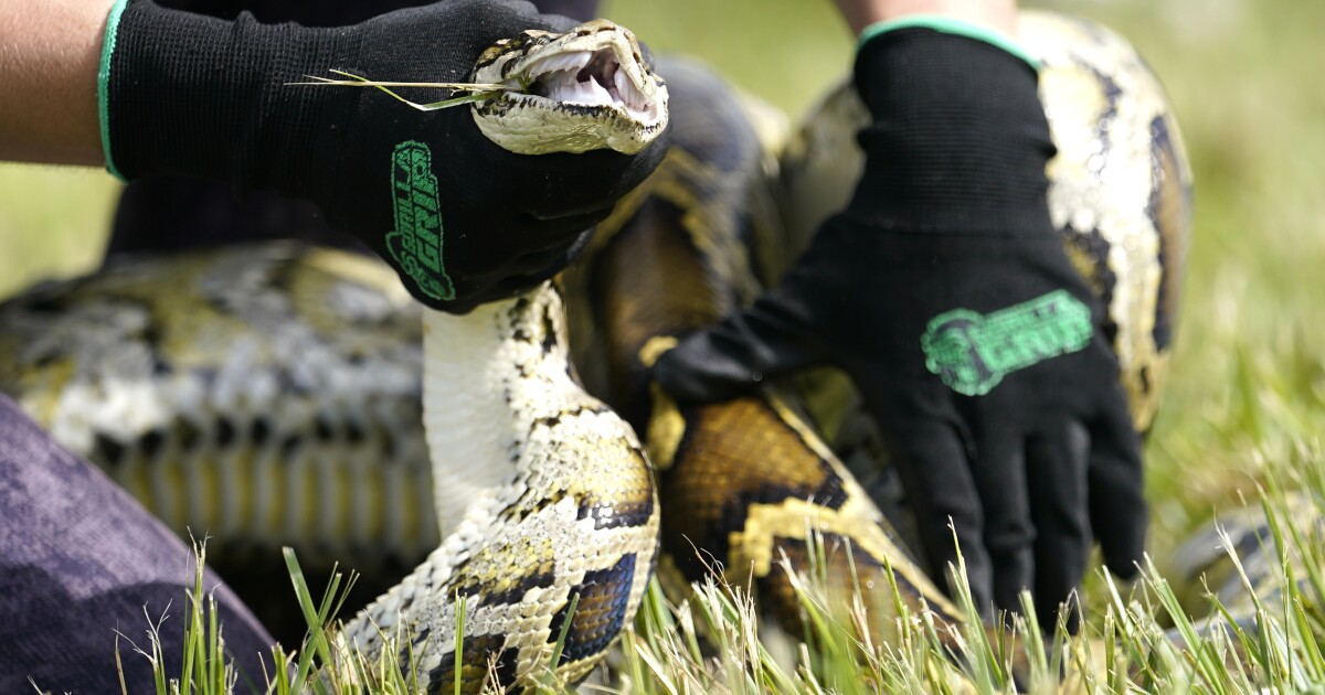 Florida’s 10-day Burmese python challenge in Everglades now underway [Video]