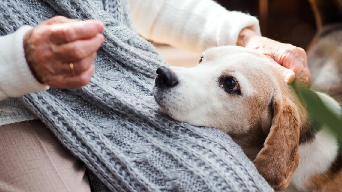 Why more people are putting their pets in their will [Video]