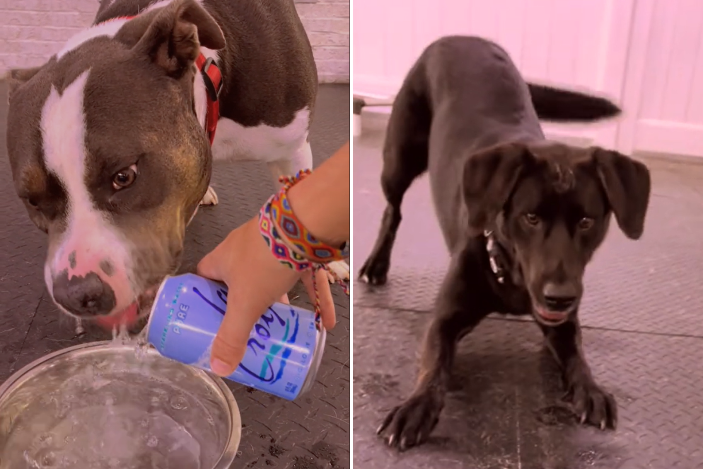 Dogs At Daycare Try Sparkling Water, Their Reactions Are Everything [Video]