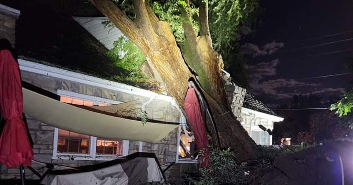 Heavy winds down massive tree in Layton [Video]