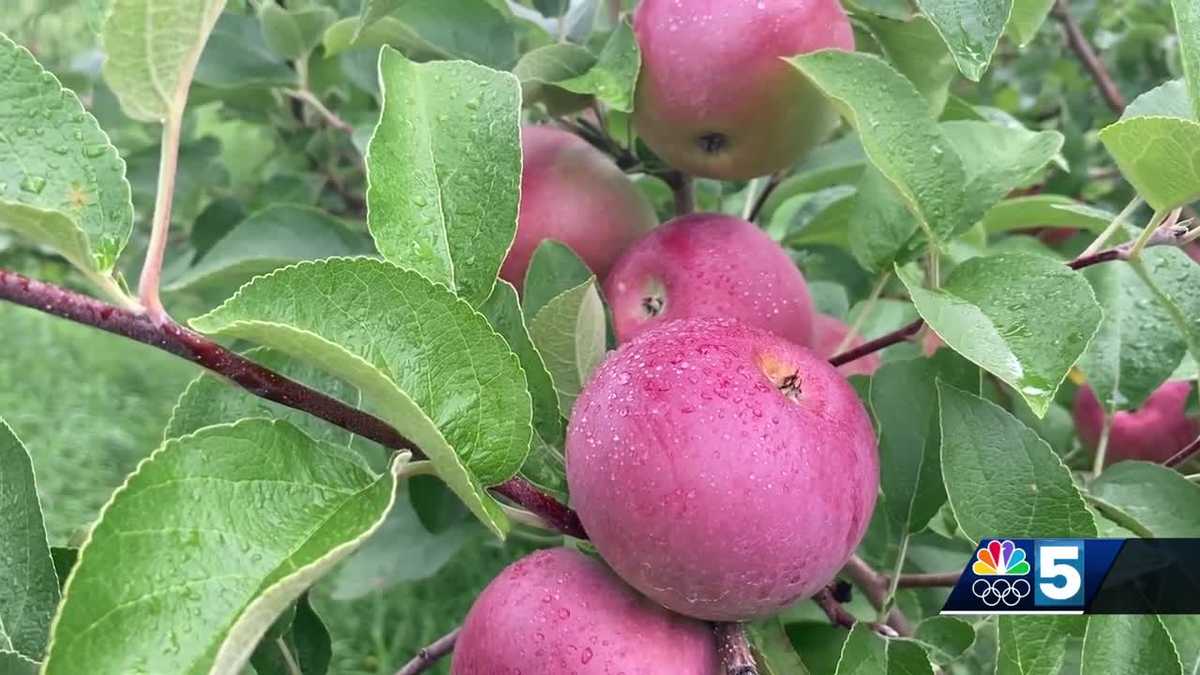 Heavy summer rainfall brings early apple harvest to Banker Orchards [Video]