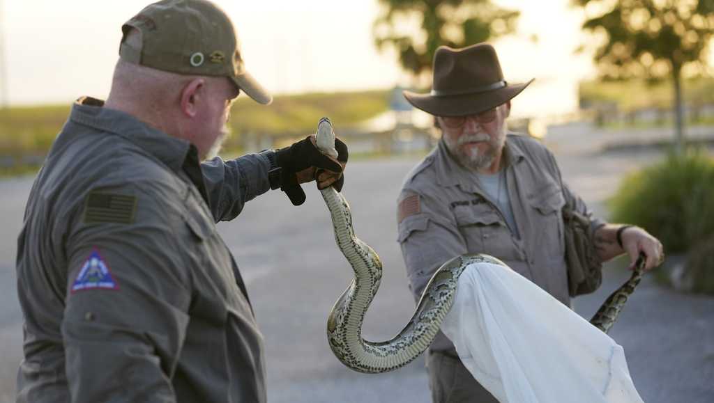 Florida’s Burmese python hunting challenge in the Everglades [Video]