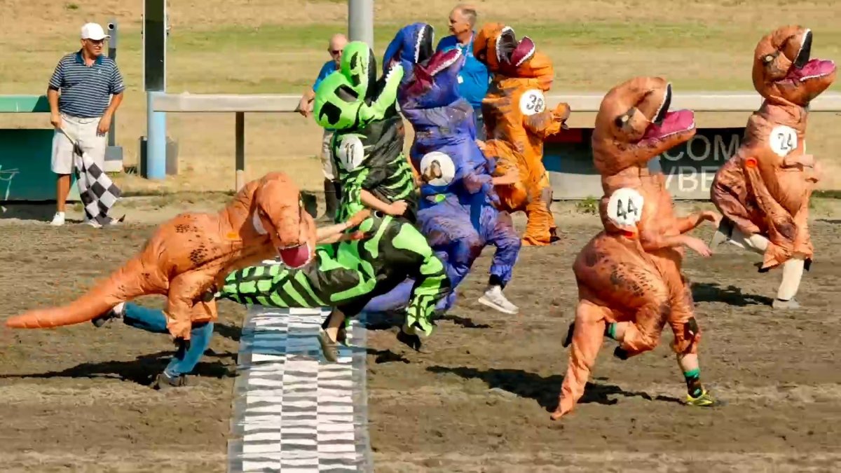 200 costumed runners compete in annual T-Rex race  NBC Boston [Video]