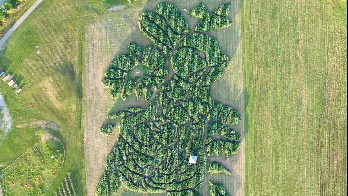 Treworgy Family Orchards in the running for ‘Best Corn Maze’ [Video]