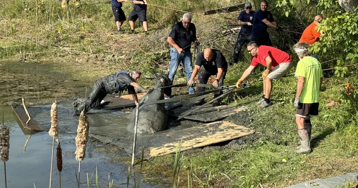 NKY first responders worked for over 2 hours to rescue horse stuck in pond [Video]