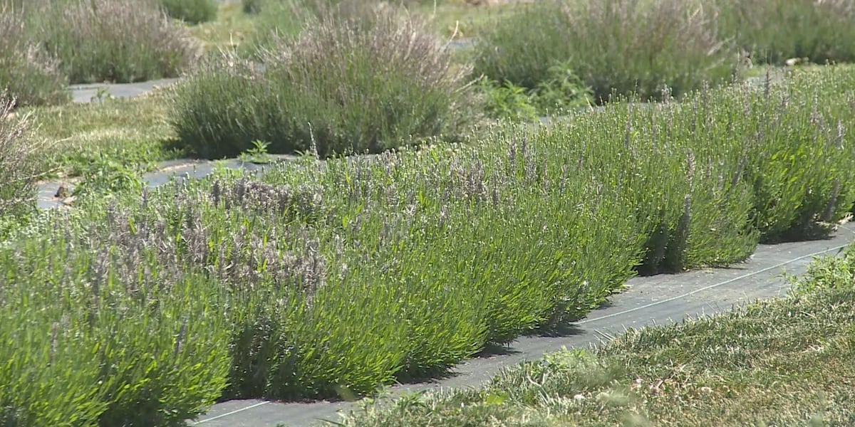 Growing lavender is a labor of love for Nebraska business [Video]