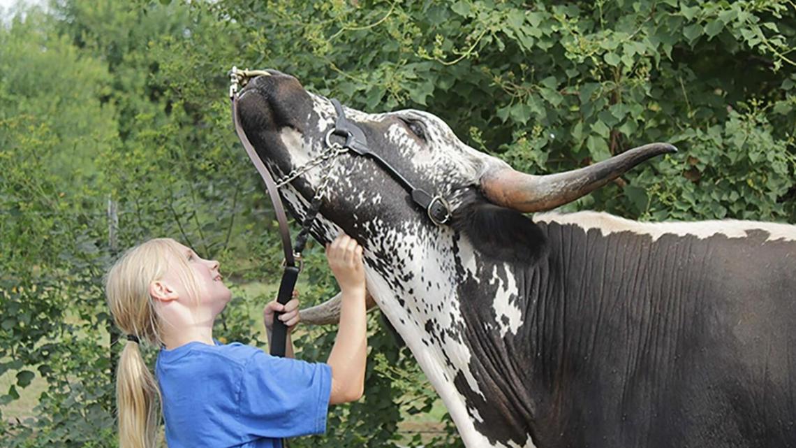 8-year-old East Texas girl makes name for herself in cattle business [Video]