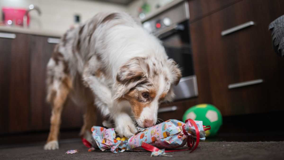 It’s National Dog Day and pet brands are celebrating with sales [Video]