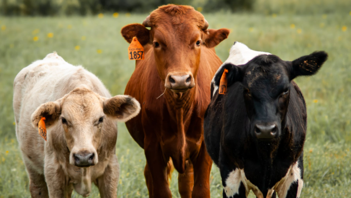 Experimental Farm calves accounted for in social media beef mystery [Video]