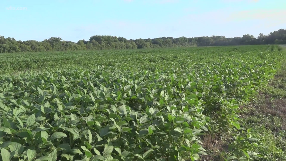 Clemson research looks to help soybean yields [Video]