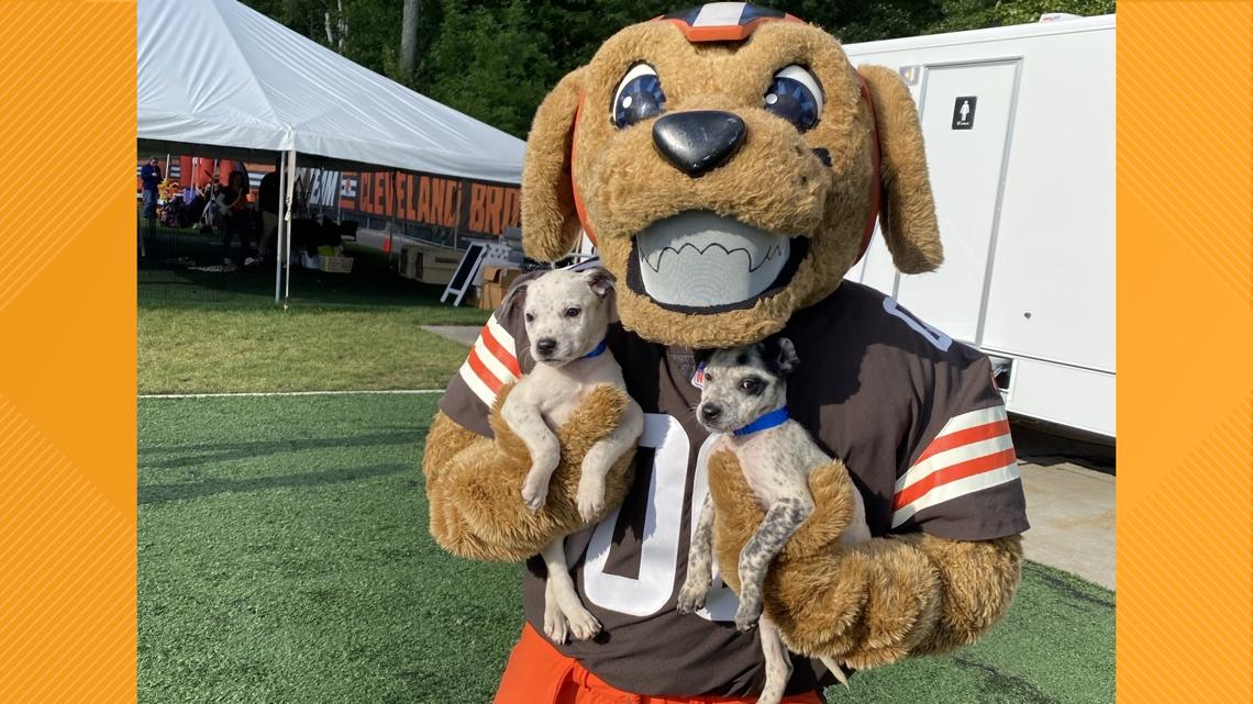 Cleveland Browns support training camp dog adoption campaign [Video]