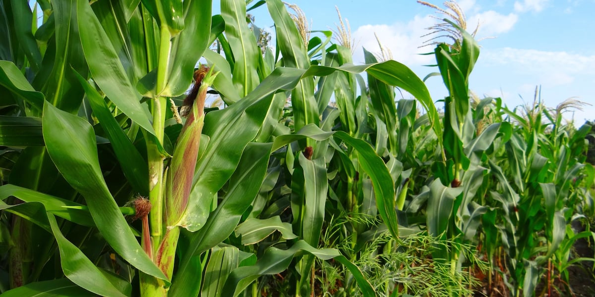 Extreme heat has crops sweating [Video]