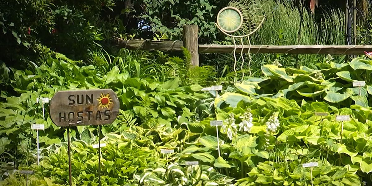 SMALL TOWNS: Kiel couple finds joy in selling hostas [Video]