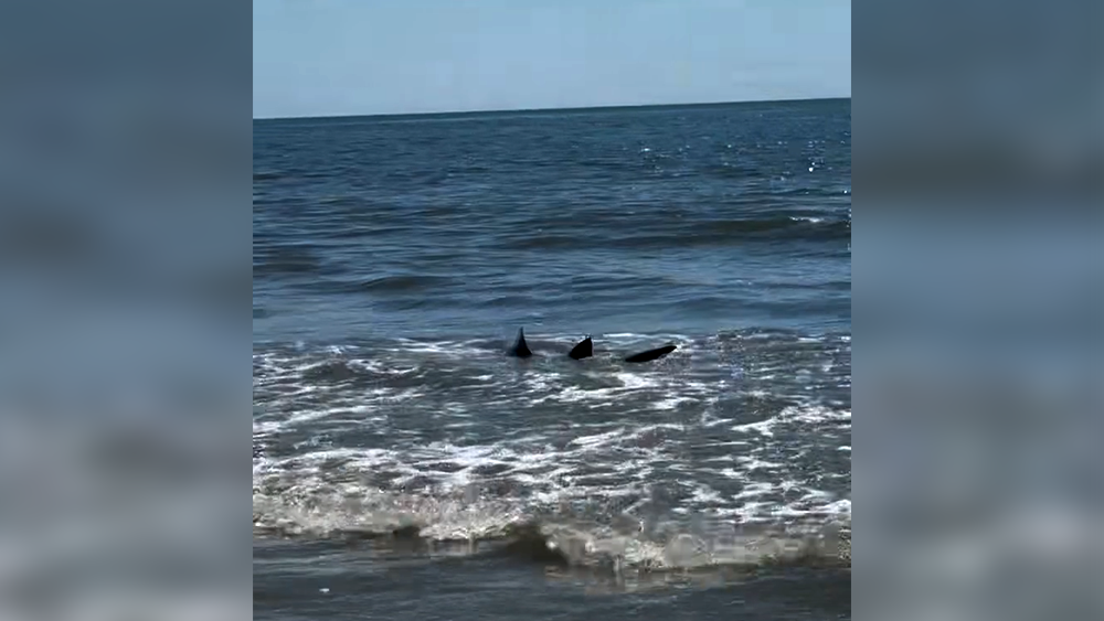 Video shows shark at beach [Video]