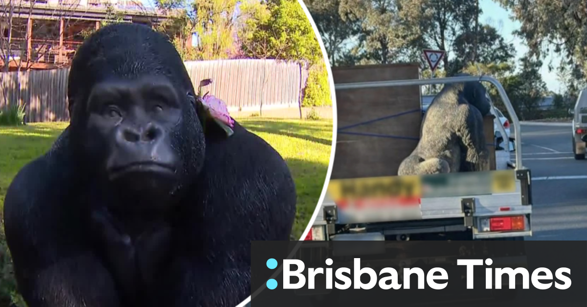 Thief admits to ‘silly’ mistake after gorilla statue theft [Video]