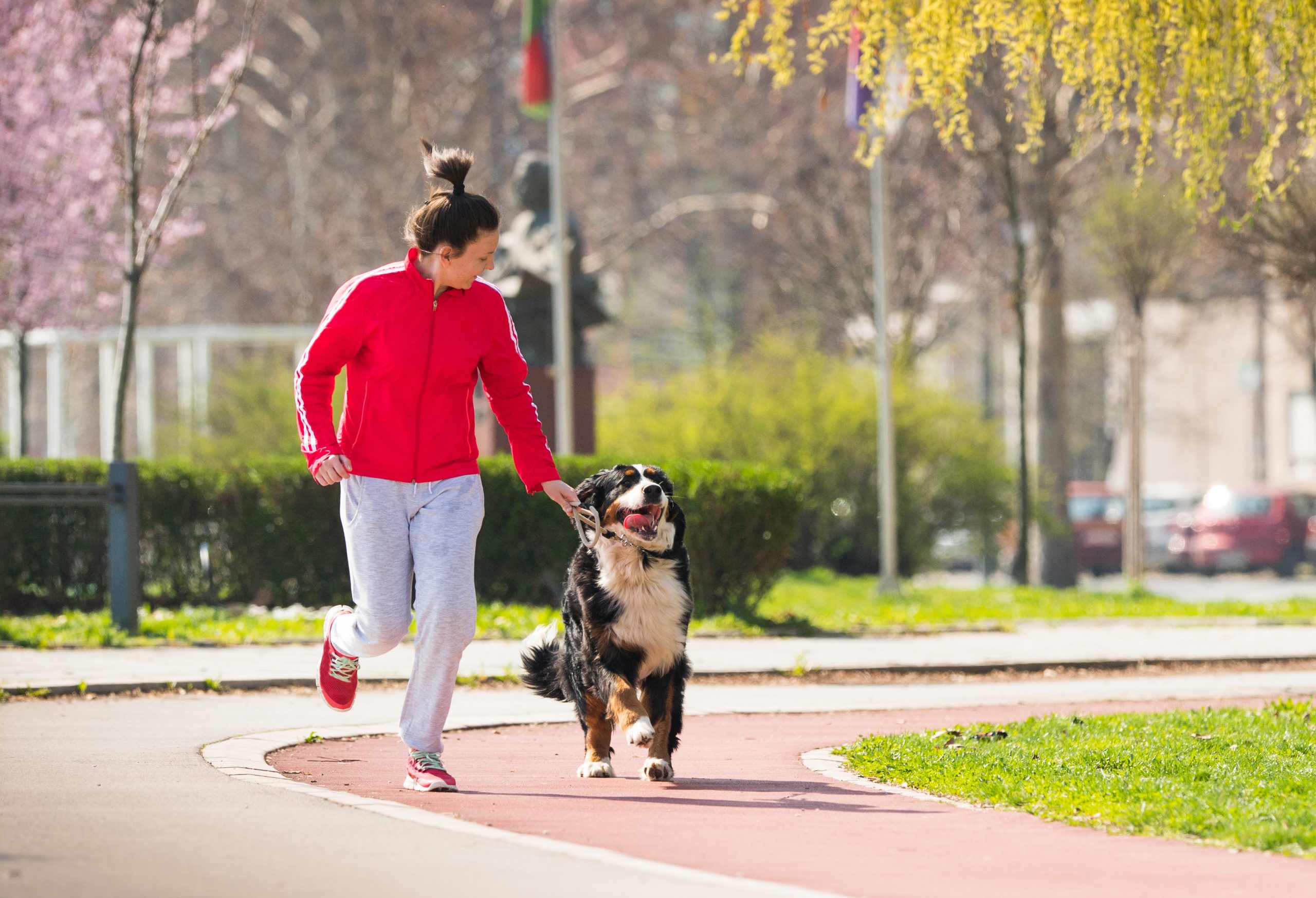 How to Run 10k With Bernese Mountain Dogsand It’s Not What You Expect [Video]