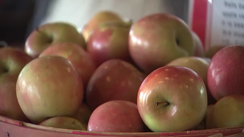 Extreme summer heat has impacted one Wilson County orchard as apple and pumpkin picking seasons kick off [Video]