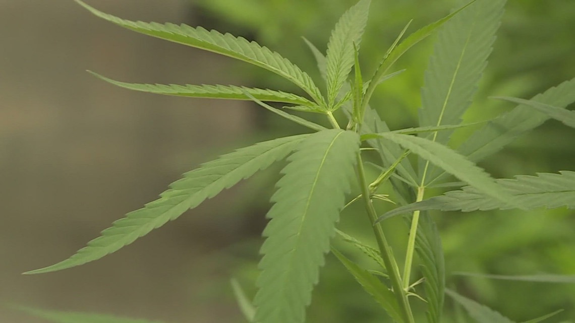 Medical marijuana license applicants prepare for upcoming lottery [Video]