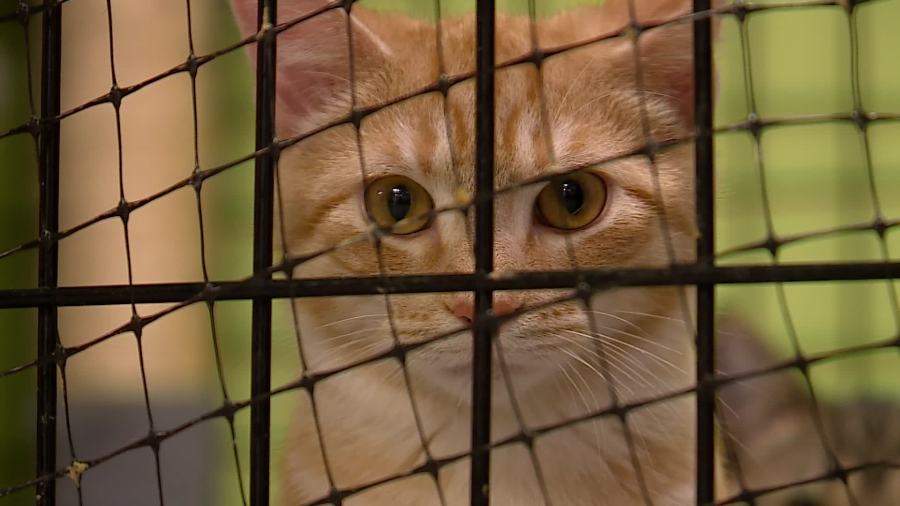 Muskegon animal shelter breaks fundraising record [Video]